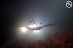    Mareste fotografia 

WeDive - Maldive 2019