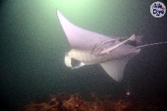    Mareste fotografia 

WeDive - Maldive 2019