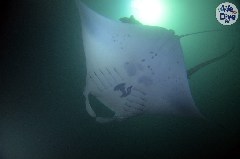    Mareste fotografia 

WeDive - Maldive 2019