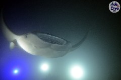    Mareste fotografia 

WeDive - Maldive 2019