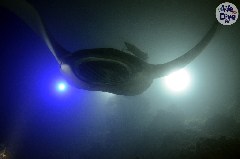    Mareste fotografia 

WeDive - Maldive 2019