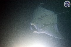    Mareste fotografia 

WeDive - Maldive 2019