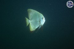    Mareste fotografia 

WeDive - Maldive 2019