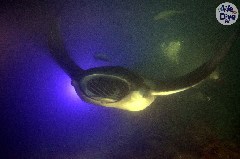    Mareste fotografia 

WeDive - Maldive 2019