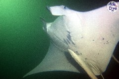    Mareste fotografia 

WeDive - Maldive 2019