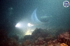    Mareste fotografia 

WeDive - Maldive 2019