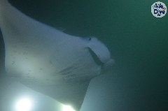    Mareste fotografia 

WeDive - Maldive 2019