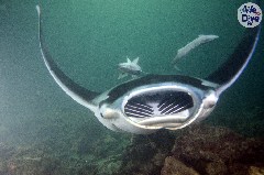    Mareste fotografia 

WeDive - Maldive 2019