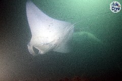    Mareste fotografia 

WeDive - Maldive 2019