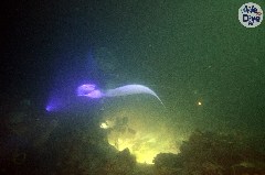    Mareste fotografia 

WeDive - Maldive 2019