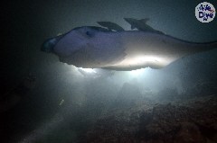    Mareste fotografia 

WeDive - Maldive 2019