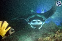    Mareste fotografia 

WeDive - Maldive 2019