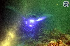    Mareste fotografia 

WeDive - Maldive 2019