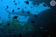    Mareste fotografia 

WeDive - Maldive 2019