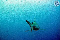    Mareste fotografia 

WeDive - Maldive 2019