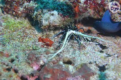    Mareste fotografia 

WeDive - Maldive 2019