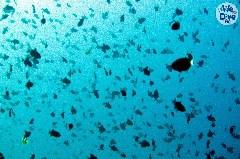    Mareste fotografia 

WeDive - Maldive 2019