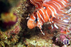    Mareste fotografia 

WeDive - Maldive 2019