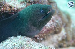    Mareste fotografia 

WeDive - Maldive 2019