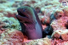    Mareste fotografia 

WeDive - Maldive 2019