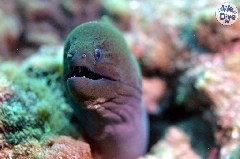    Mareste fotografia 

WeDive - Maldive 2019