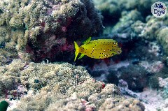    Mareste fotografia 

WeDive - Maldive 2019