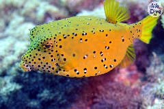    Mareste fotografia 

WeDive - Maldive 2019