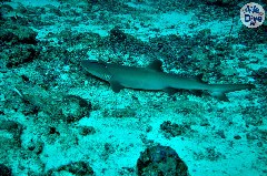    Mareste fotografia 

WeDive - Maldive 2019