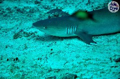    Mareste fotografia 

WeDive - Maldive 2019