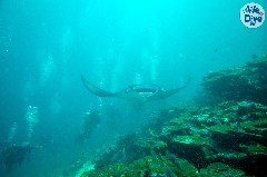    Mareste fotografia 

WeDive - Maldive 2019