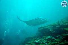    Mareste fotografia 

WeDive - Maldive 2019