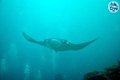    Mareste fotografia 

WeDive - Maldive 2019