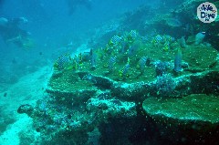    Mareste fotografia 

WeDive - Maldive 2019