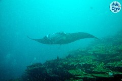    Mareste fotografia 

WeDive - Maldive 2019