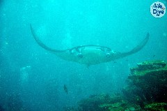    Mareste fotografia 

WeDive - Maldive 2019