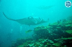    Mareste fotografia 

WeDive - Maldive 2019