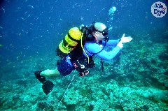    Mareste fotografia 

WeDive - Maldive 2019