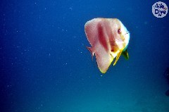    Mareste fotografia 

WeDive - Maldive 2019