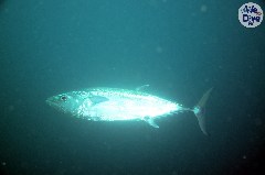    Mareste fotografia 

WeDive - Maldive 2019