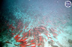    Mareste fotografia 

WeDive - Maldive 2019