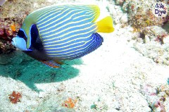    Mareste fotografia 

WeDive - Maldive 2019