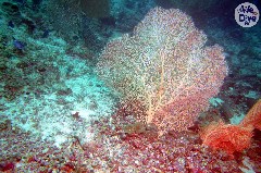    Mareste fotografia 

WeDive - Maldive 2019