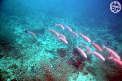    Mareste fotografia 

WeDive - Maldive 2019