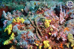    Mareste fotografia 

WeDive - Maldive 2019