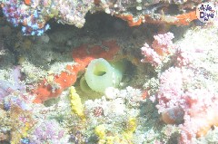    Mareste fotografia 

WeDive - Maldive 2019