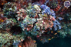    Mareste fotografia 

WeDive - Maldive 2019