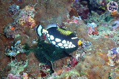    Mareste fotografia 

WeDive - Maldive 2019