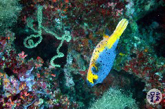    Mareste fotografia 

WeDive - Maldive 2019