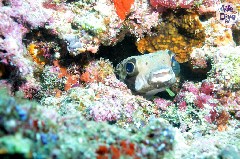    Mareste fotografia 

WeDive - Maldive 2019