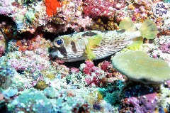    Mareste fotografia 

WeDive - Maldive 2019